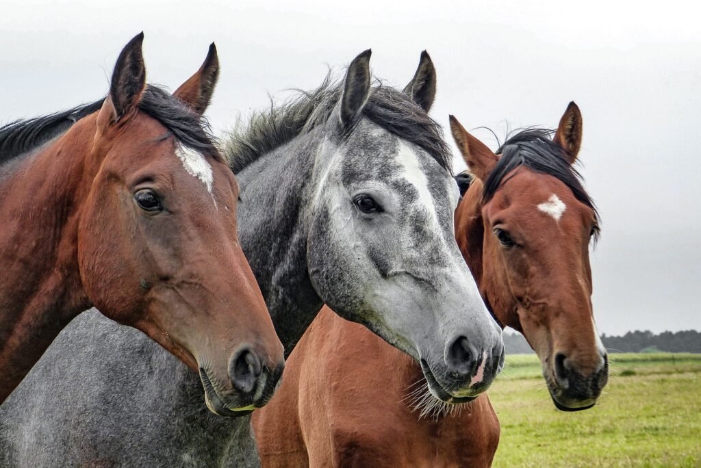 Mottingham Farm Equestrian Centre