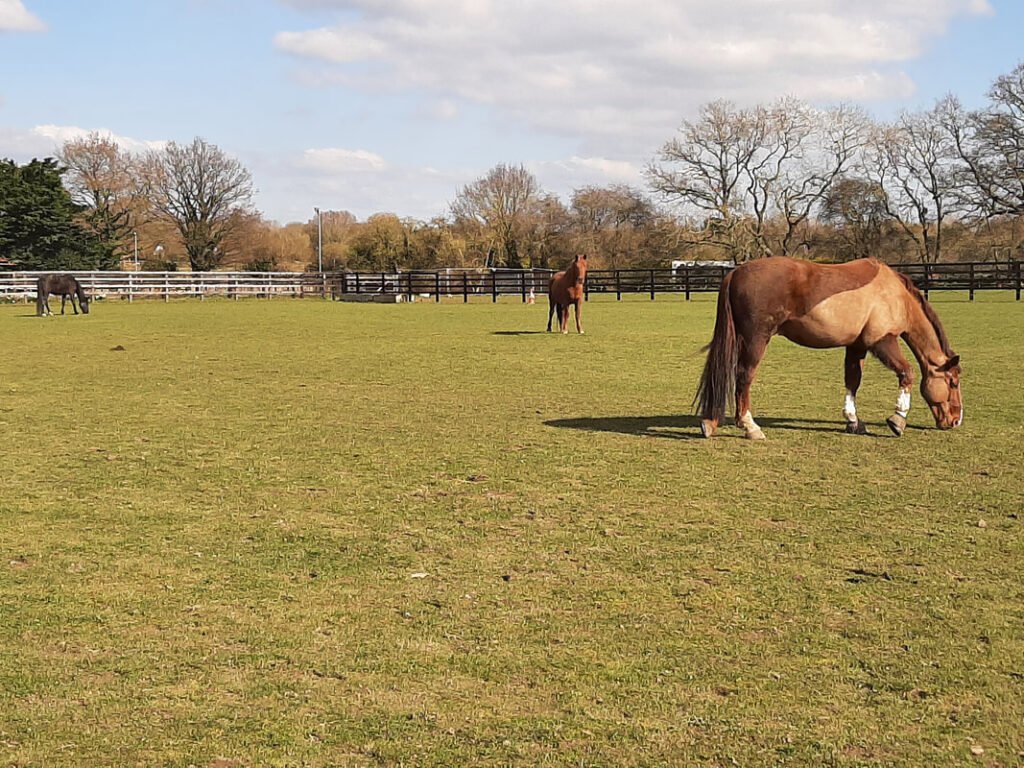 WILLOW COURT STABLES