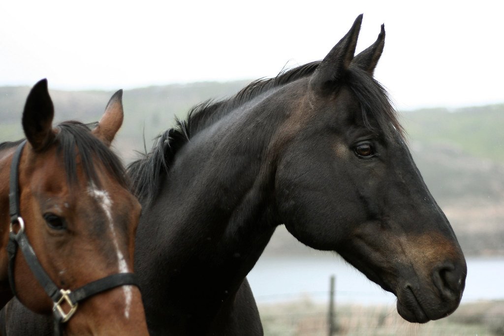 Legacy Riding Centre