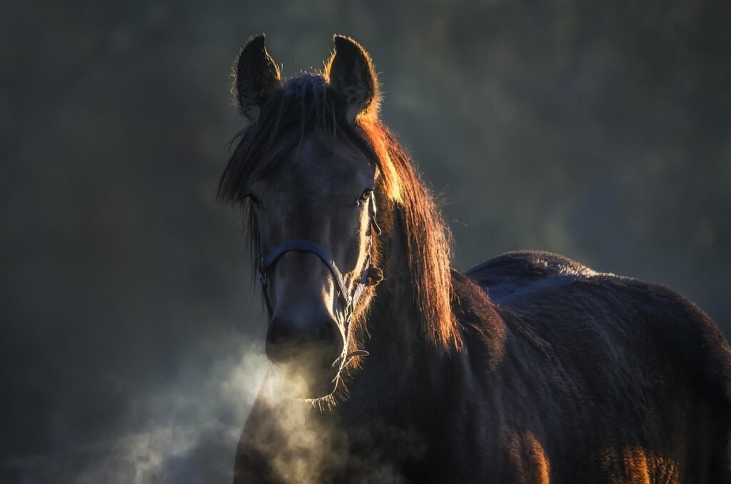 Horsewyse C I C