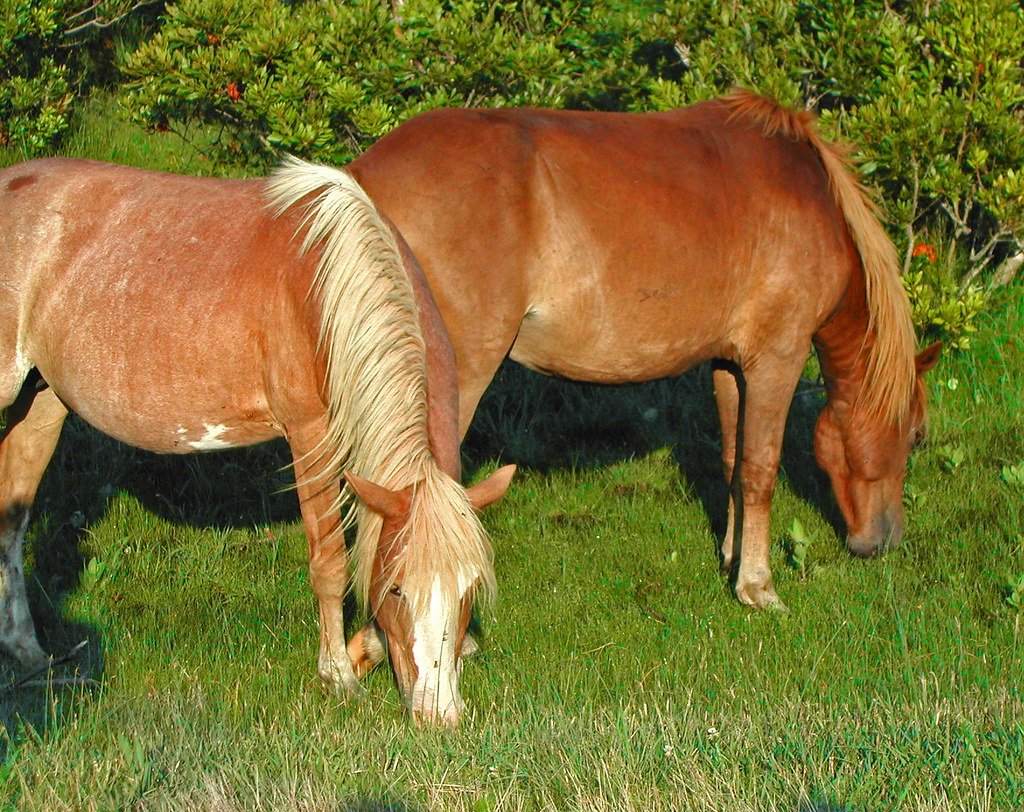 Ivy House Equestrian Centre