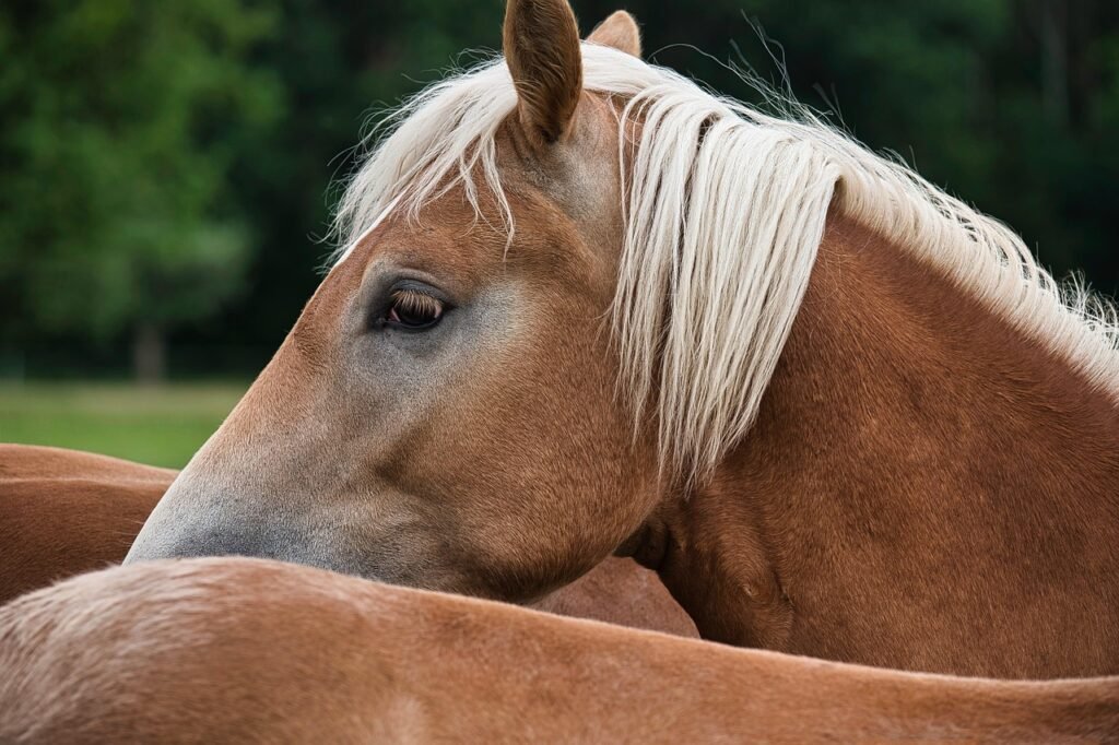 Chelsfield Equestrian Centre