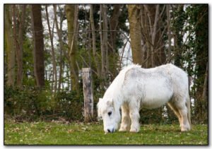 Chessington