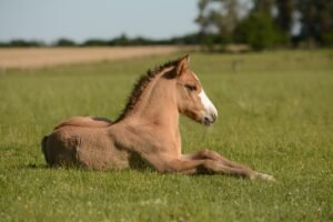 Slades Full DIY & Field Livery Stable
