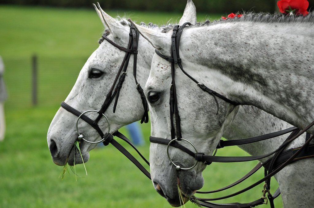 Brookland Stables