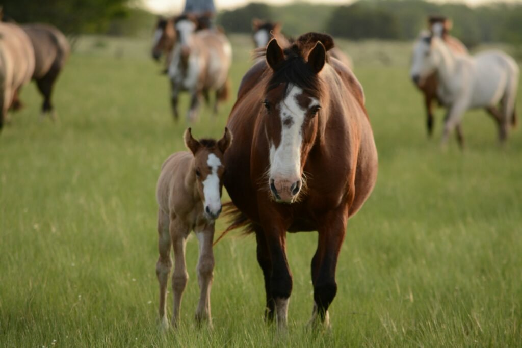 Banwen Farm Livery