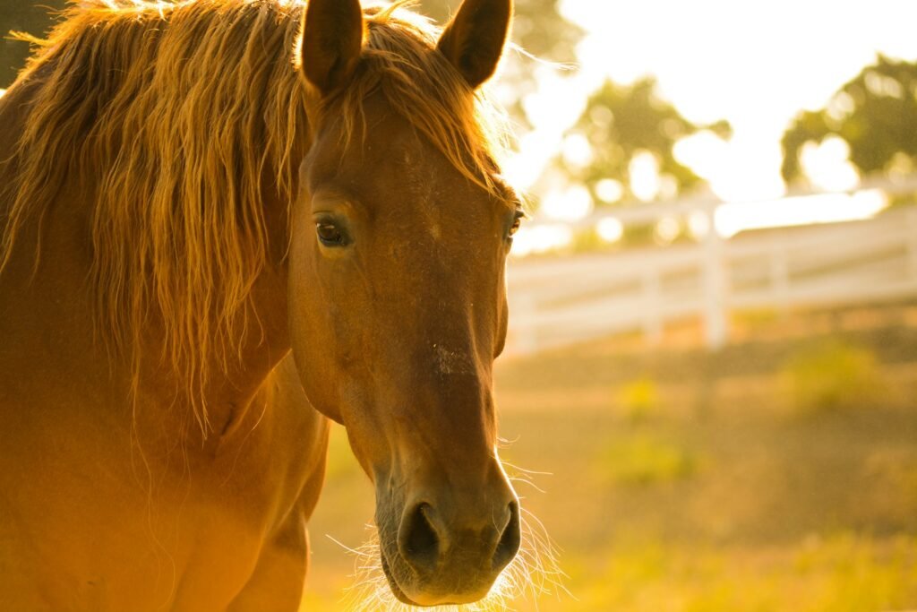 Whitesands Equestrian