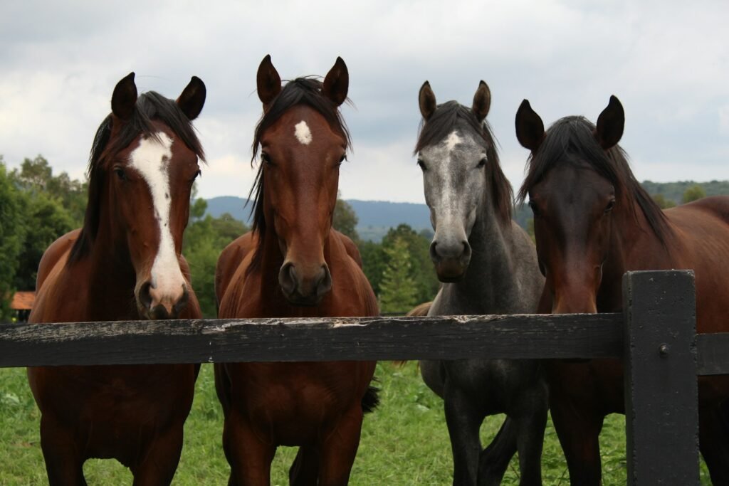 Hatch Farm Stables