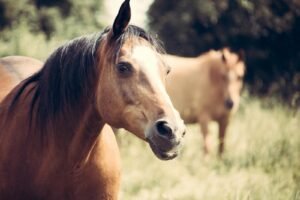 Stables, Grazing, Livery