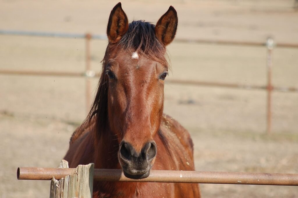 Margaret Haes Riding Centre