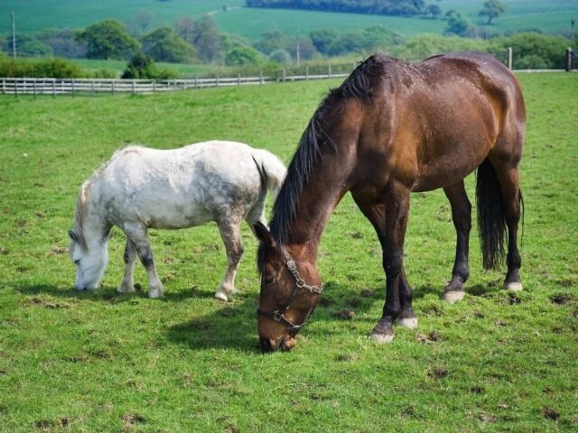 Essential Guide to Healthy Foods for Horses: What to Feed and What to Avoid