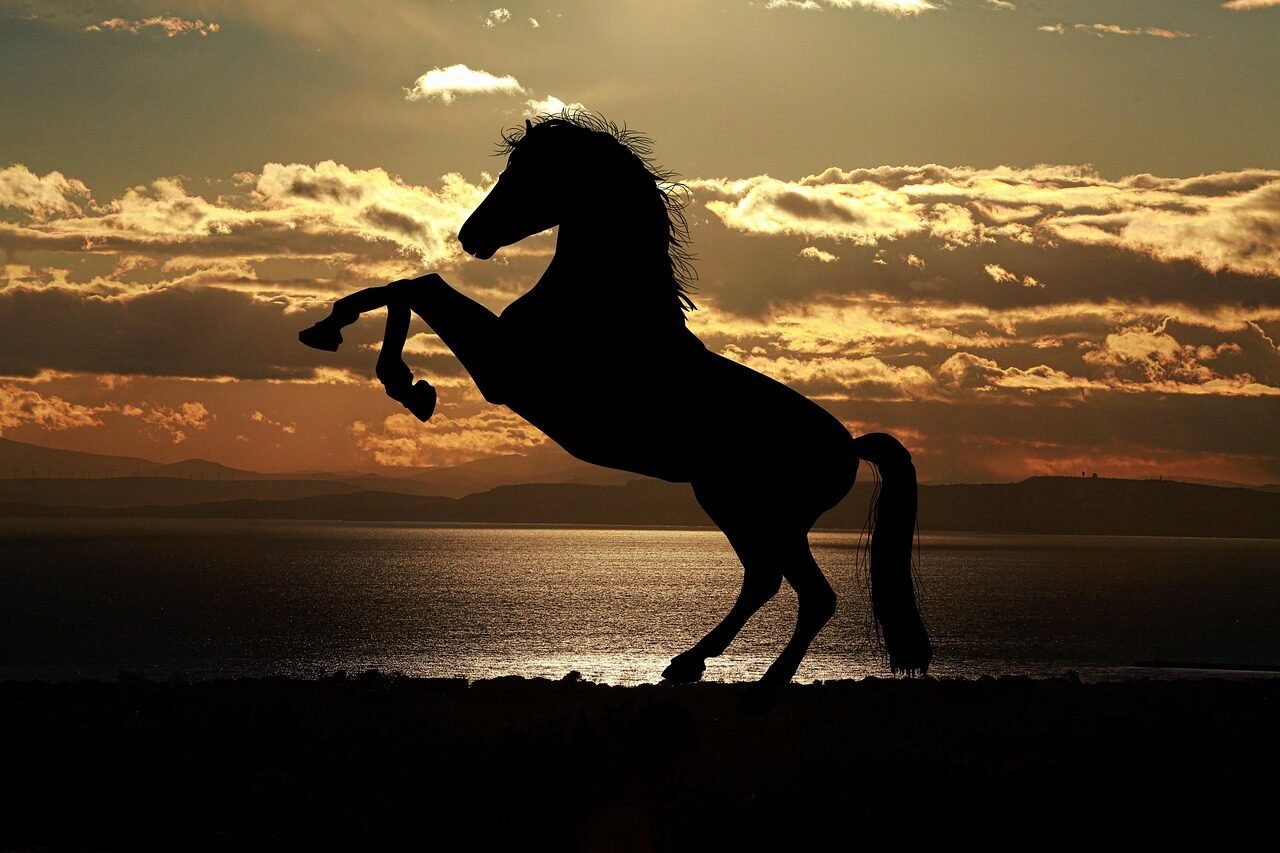 Rider on South Downs trail in England silhouette, mane, stallion, equine, sea, animal, backlighting, animal world