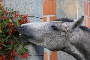 how can i tell if my horse is eating enough fibre