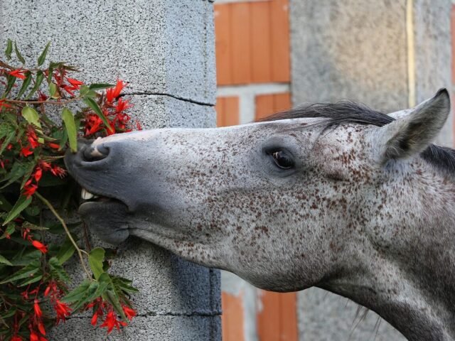 How To Tell If Your Horse Is Getting Enough Fibre