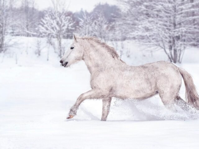 3 Fantastic (and Free!) Online Courses Every Horse Owner Should Take