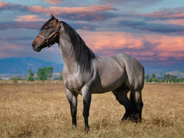 Discovering the Best of UK Equestrian Life: Top Centres, Clubs, and Essential Gear