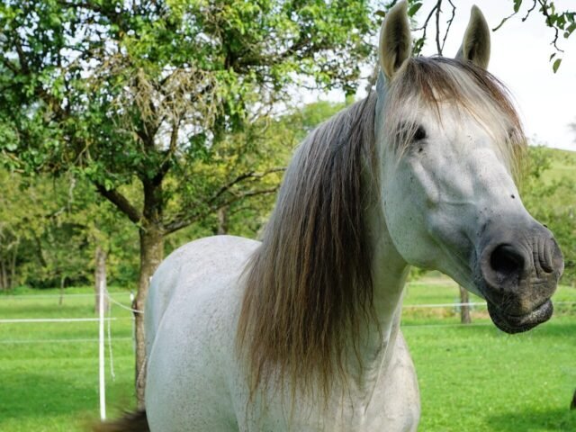 Understanding Body Condition Scoring In Horses