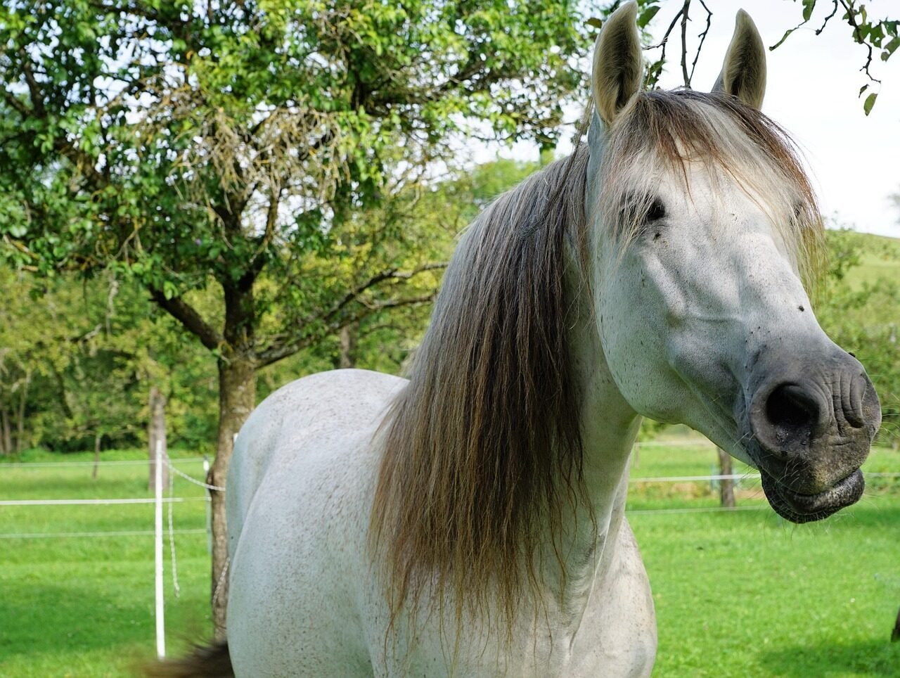 Understanding Body Condition Scoring in Horses: Importance and Guidelines