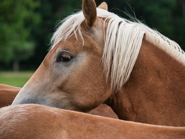 Silverbirch Stables, Whitstable: A Livery Yard Guide for Kent Horse Owners