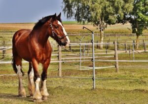 Parklands Equestrian Centre