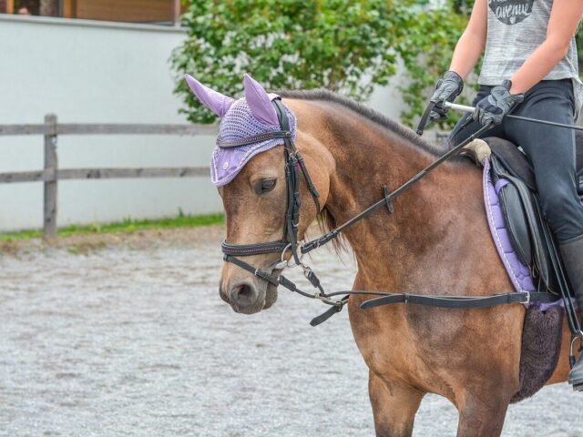 Riding Schools & Equestrian Centres in London