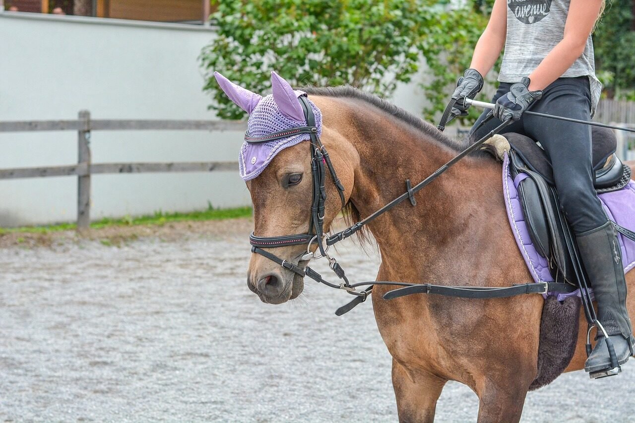 best riding schools in london, equestrian centres in london equestrian centres near london,